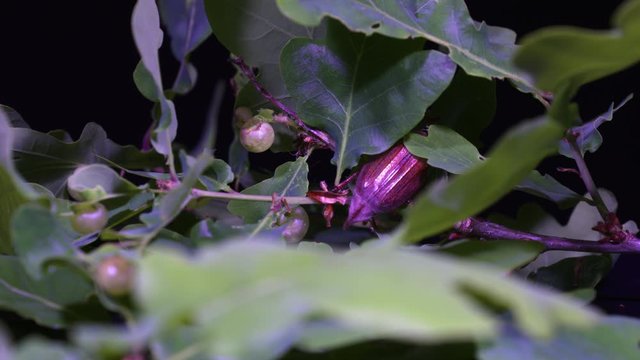 a cockchafer moves between the branches of an oak tree