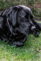 Black Labrador Retriever 