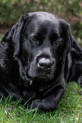 Black Labrador Retriever 