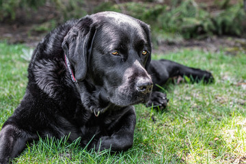 Black Labrador Retriever 