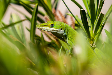 Alert green Anole Lizard resting in bushes, selective focus