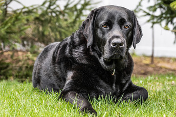 black labrador retriever