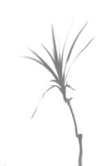 Summer background of tropical plant shadows on a white wall. White and black for superimposing a photo or layout