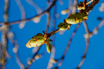 Green buds on a tree against a blue sky. Fresh leaves on a chestnut branch. Springtime concept.