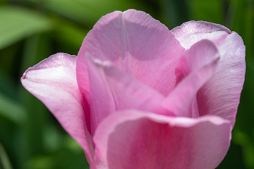 Fototapeta na wymiar pink tulip closeup