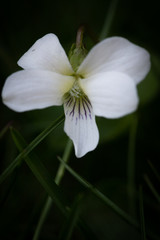 Fototapeta premium lily of the valley in spring
