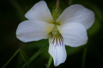 white flower on green background