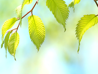 新緑のケヤキの葉