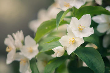 jasmine flowers