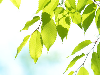新緑のケヤキの葉