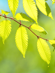 新緑のケヤキの葉