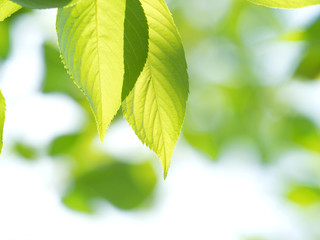 新緑のサクラの葉
