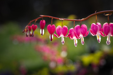 pacific bleeding heart