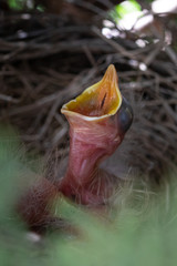 baby robins with open mouths