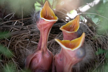 baby robins with open mouths