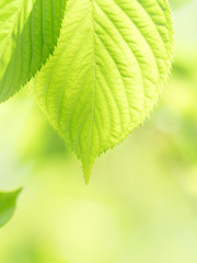 新緑のサクラの葉