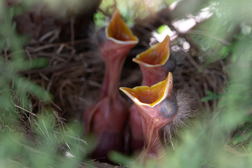 Naklejka premium baby robins with open mouths