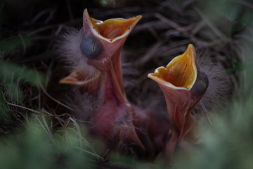 baby robins with open mouths