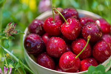 Cherry in a small basket on the grass in the orchard. Raindrops on fruits and wildflowers. Copy space. Art photography. Macro.