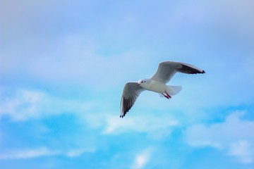 カモメと青空