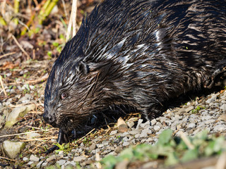 Beaver Going Downhilll. Closeup  Portrait