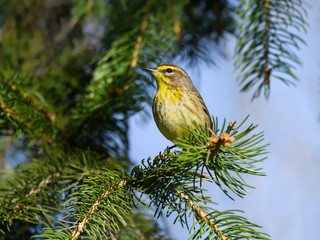 Palm Warbler  Perched in Pine Tree in Spring