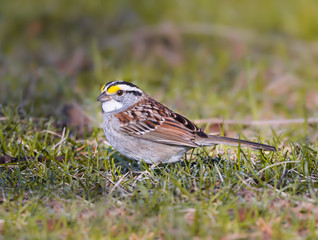 White-throated Sparrow Foraging on the Ground in Spring