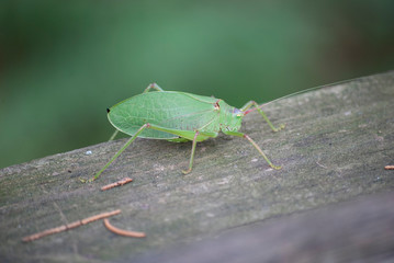 Green Bug