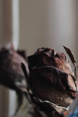 close up of a dead rose