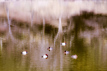 Ukimi-do Pavilion lake view - Nara Park Japan