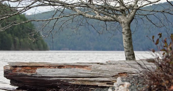 Scenic View Of An Old Tree Bark And A Bare Tree On The Lakeshore Of Lake Crescent In Washington With Lush Mountains In The Background - Static Shot
