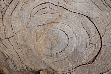 natural calm neutral background with annual rings on a tree cut, old poplar, trunk
