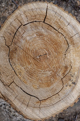 natural calm neutral background with annual rings on a tree cut, old poplar, trunk, large, close, cracks

