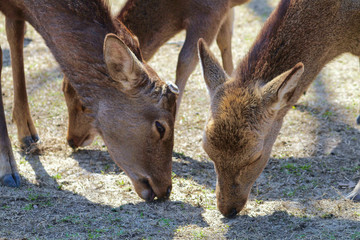 Deer Nara Park grazing - Nara Japan