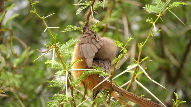 Close up shot of a speckled mousebird hanging from a tree branch, preening its feathers and grooming itself. Addo Elephant National Park, South Africa.
