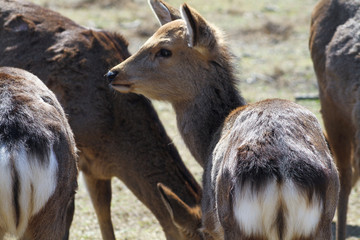 Deer Nara Park - young female looking 
