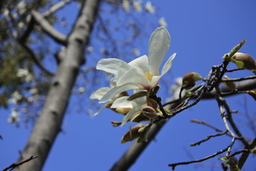 magnolia flowers in spring