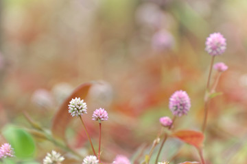 Fototapeta premium Pink persicaria capitata flowers, pink bubble persicaria