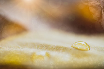 Blurred brown-yellow background with blurry water droplets and glittering bokeh.