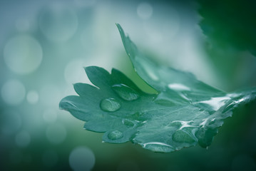 The dark green background of water droplets on the leaves is blurred, soft, and with glittering bokeh. Soft focus.
