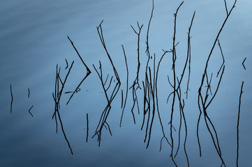 Dark blue abstract background image, the reflection of the lake. The branches that show up from the water.