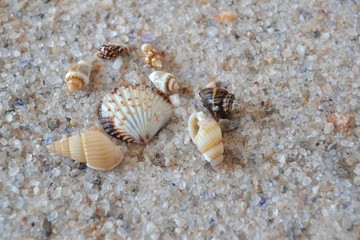 Large marine crystallized salt a small sea shells, natural background