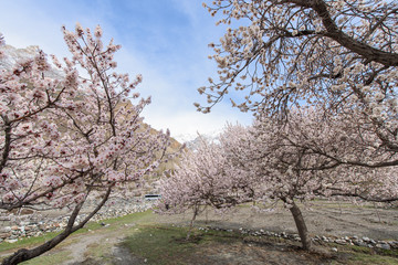 Apricot blossom tree in spring season at northern of Pakistan