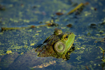 frog in the water