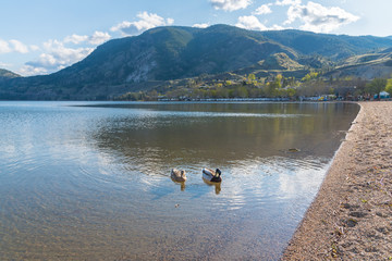 Pair of mallard ducks swimming on Skaha Lake with view of mountains and blue sky