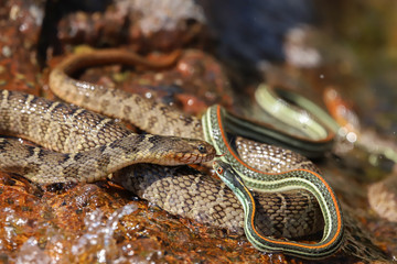 snake in the water