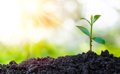 Agriculture and plant grow sequence with morning sunlight and green blur background. Germinating seedling grow step sprout growing from seed. Nature ecology and growth concept with copy space.