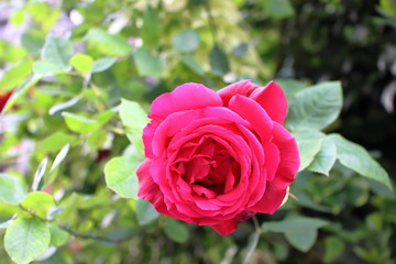 Red rose in the garden on a sunny day