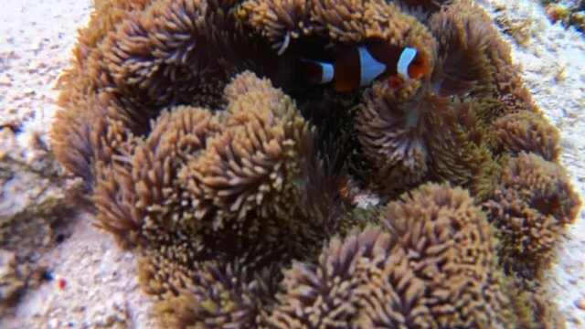 clown fish hidden in anemon, el nido Palawan
