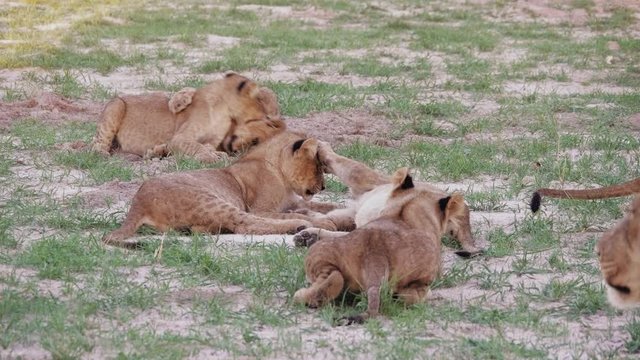 Five lions cubs play together and rest. African Lion (Panthera leo), Botswana.